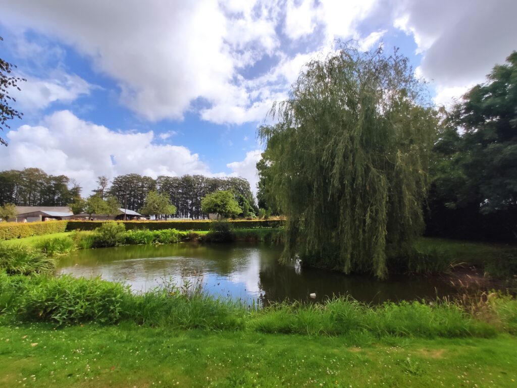 La mare et le saule pleureur du domaine